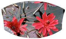 DNSWILL 026 Water Lily Red
